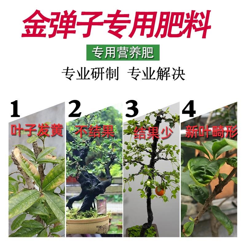 金弹子专用肥营养液金蛋子肥料生根粉盆景玉肥盆栽花肥老鸦柿土果