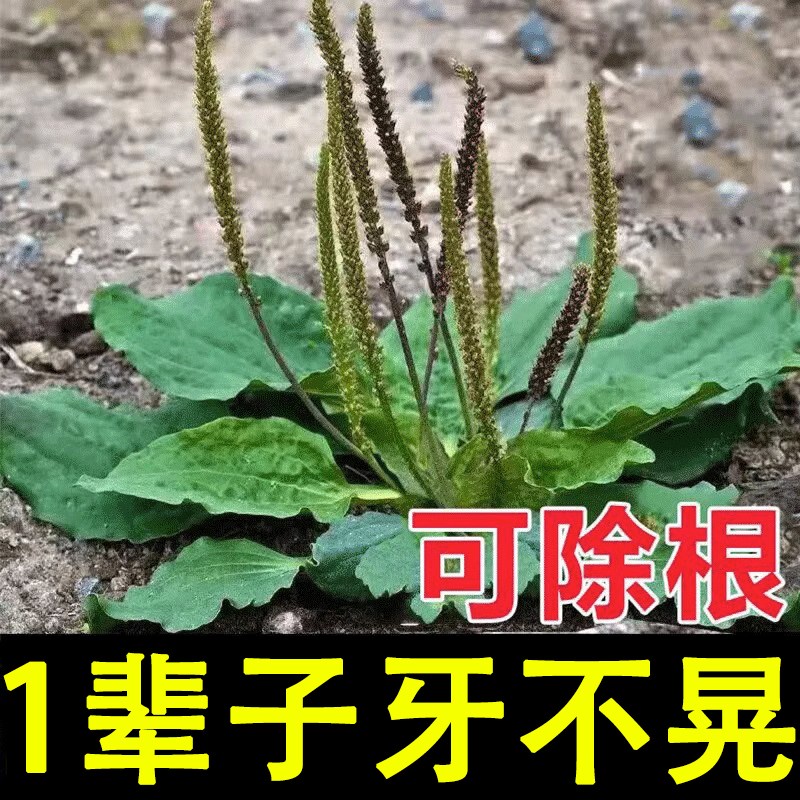 【牙松不求医】牙龈肿痛萎缩修复牙周炎牙根暴露出血晃动固齿牙膏