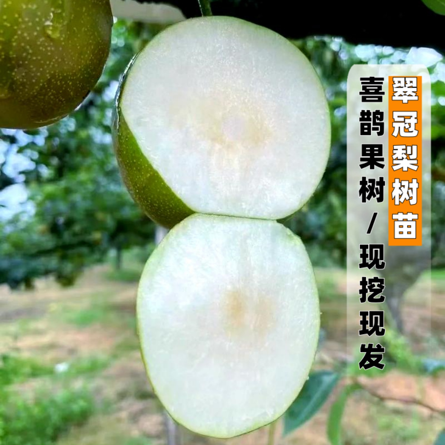 翠冠梨树苗现挖现发好成活