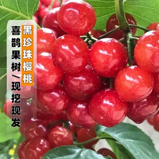 小樱桃苗树黑珍珠樱桃苗南方北方种植庭院地栽阳台盆栽乌皮樱桃苗