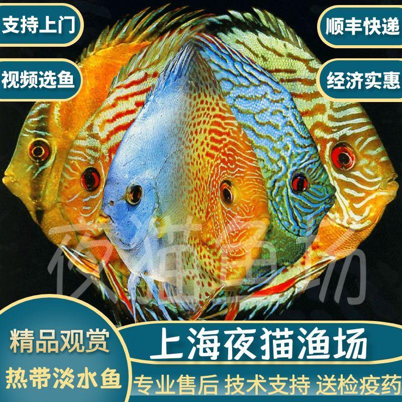 包邮七彩神仙鱼彩燕精品热带观赏鱼色彩丰富招财经济源头渔场直销