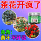 茶花专用肥山茶花肥料防黄叶防落蕾催花促花叶面有机颗粒肥通用型