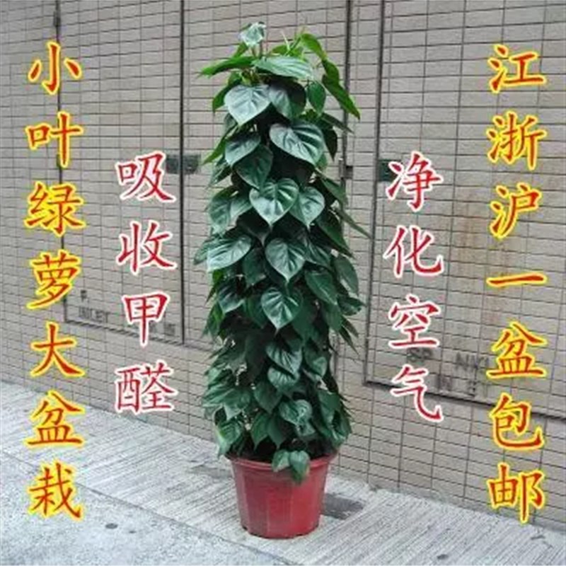 室内客厅大型盆栽 大叶绿萝树桩盆景小叶绿萝花卉绿色植净化空气