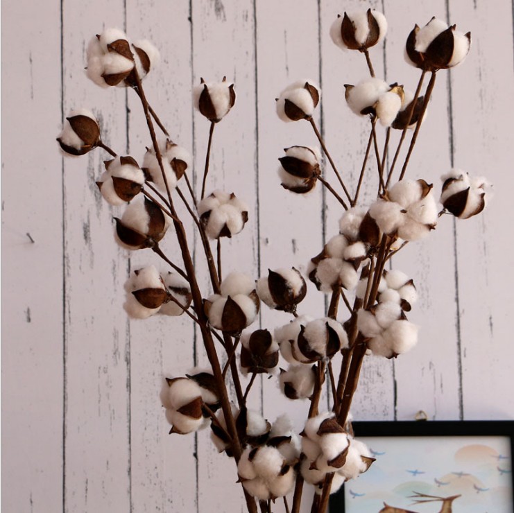 干花 8头天然棉花干花 多头棉花枝 棉花花束 拍摄道具棉花干花头