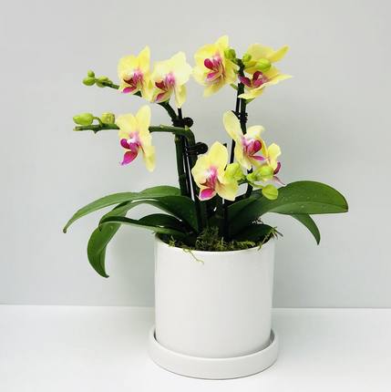 蝴蝶兰带花盆栽办公桌阳台客厅书房美观干净容易好养广州现货包邮