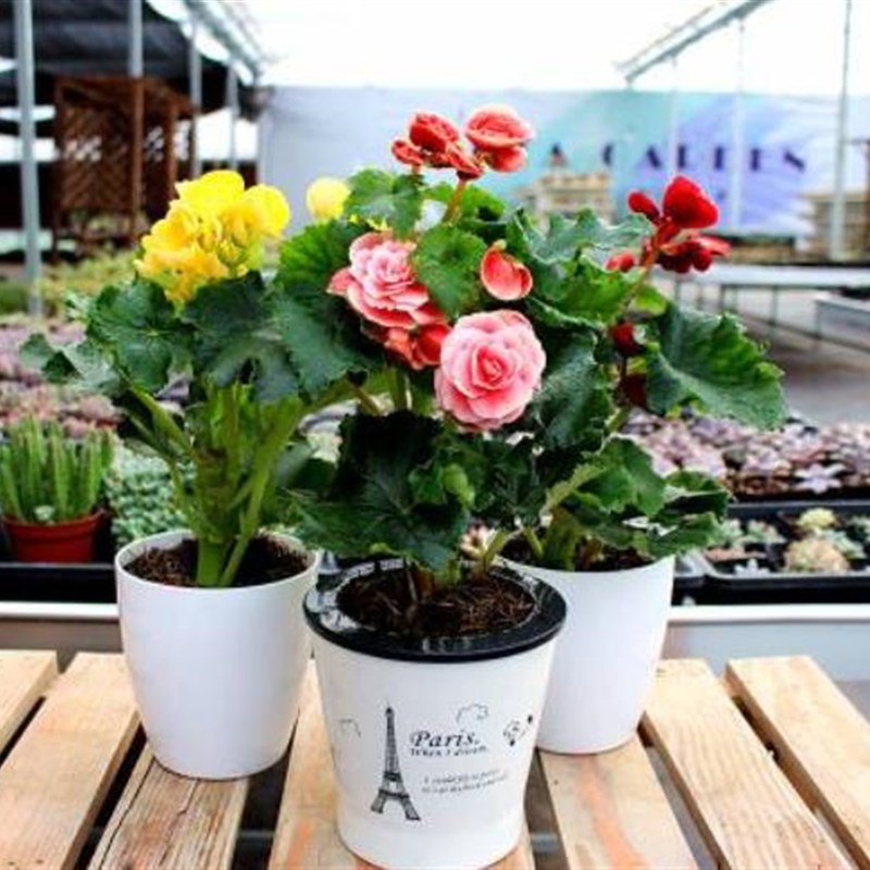 盆栽花卉玫瑰海棠玫瑰花四季秋海棠丽格海棠 室内盆栽带花发货