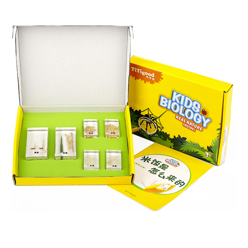 米饭是怎么来的米饭的来源标本琥珀式有机包埋标本幼儿园教具