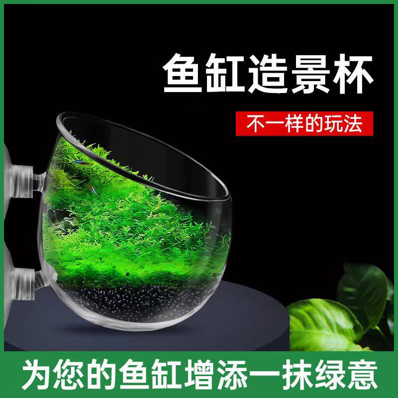 鱼缸造景杯水草杯生态缸种植水草