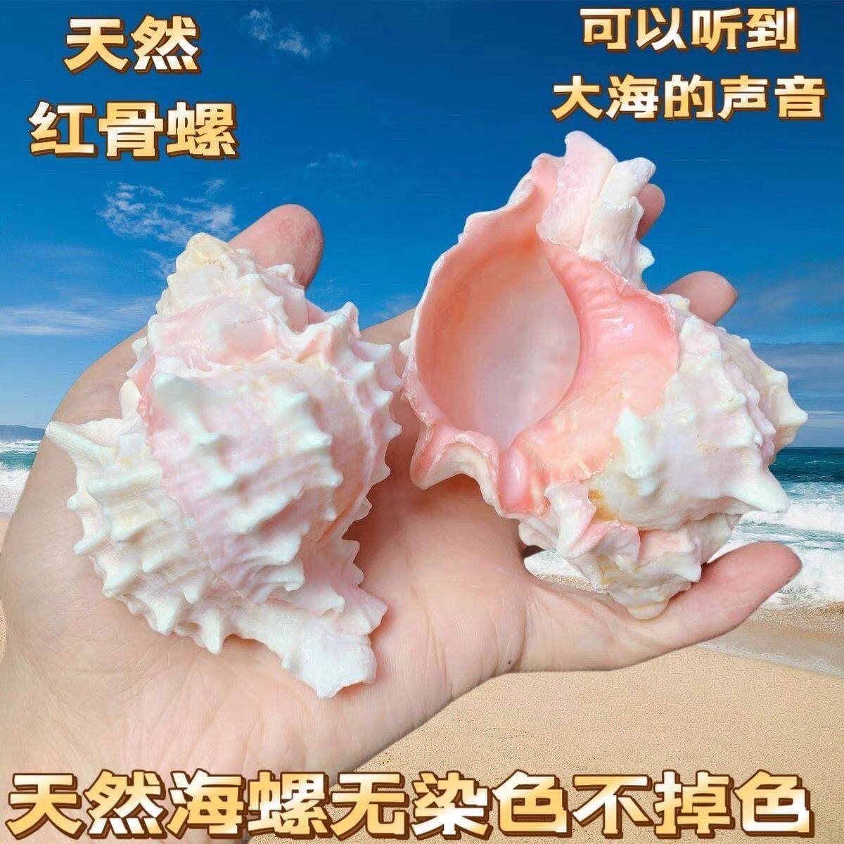 天然贝壳大粉红骨螺听风海螺多肉