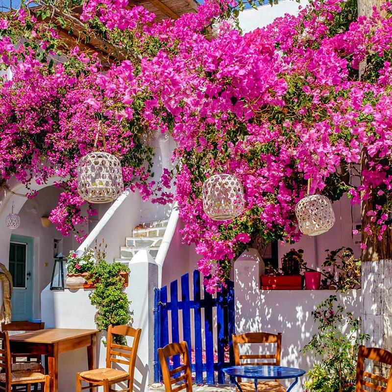 种花王大爷 三角梅盆栽花苗爬藤植物室内庭院四季阳台花卉开花