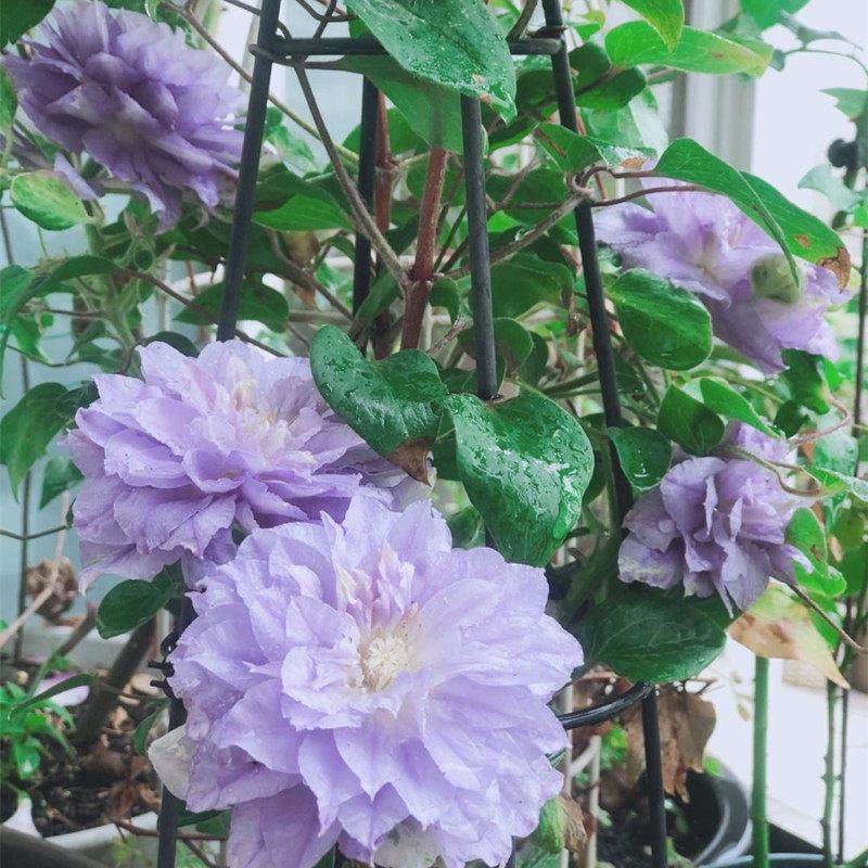 【花芬坊】蔚蓝绒球铁线莲盆栽爬藤植物小中大苗重瓣大花藤本花卉,鲜花速递/花卉仿真/绿植园艺,时令草本花卉,淘宝优惠券,粉丝福利购,淘宝优惠卷