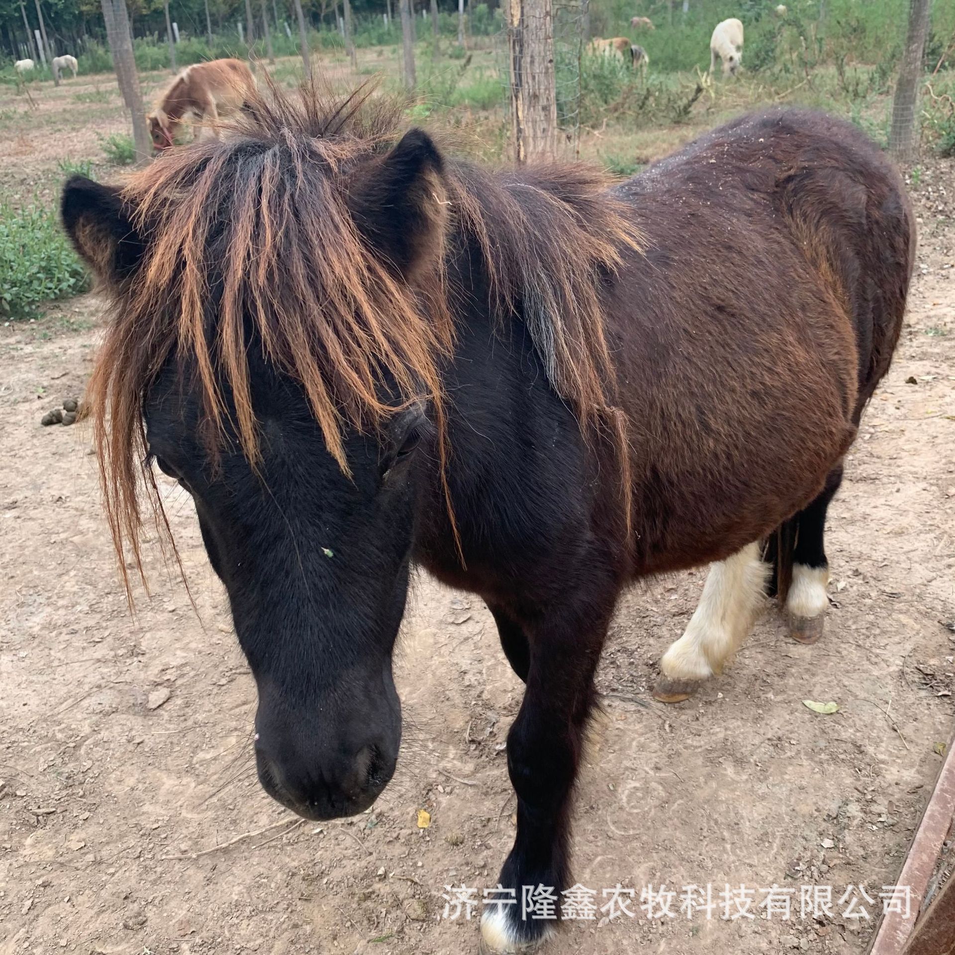 骑乘矮马养殖 批发德宝矮马 拉车矮马宠物马哪有卖儿童骑乘矮脚马
