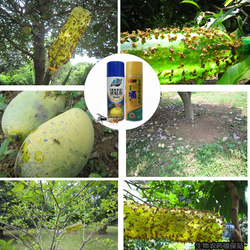 企邦诱粘剂 粘蝇纸瓜实蝇 果树蔬菜针蜂果实蝇果蝇苍蝇诱捕器