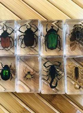 Random 1pc Transparent Amber Resin Insect Specimens