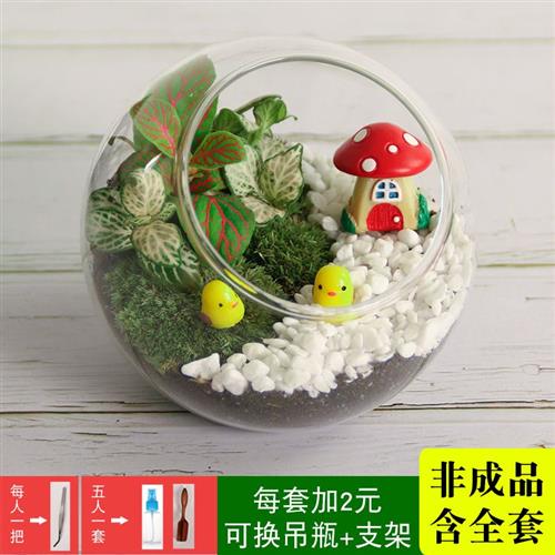 新款微景观植物DIY材料包玻璃瓶创意苔藓多肉DIY材料包含整套礼品