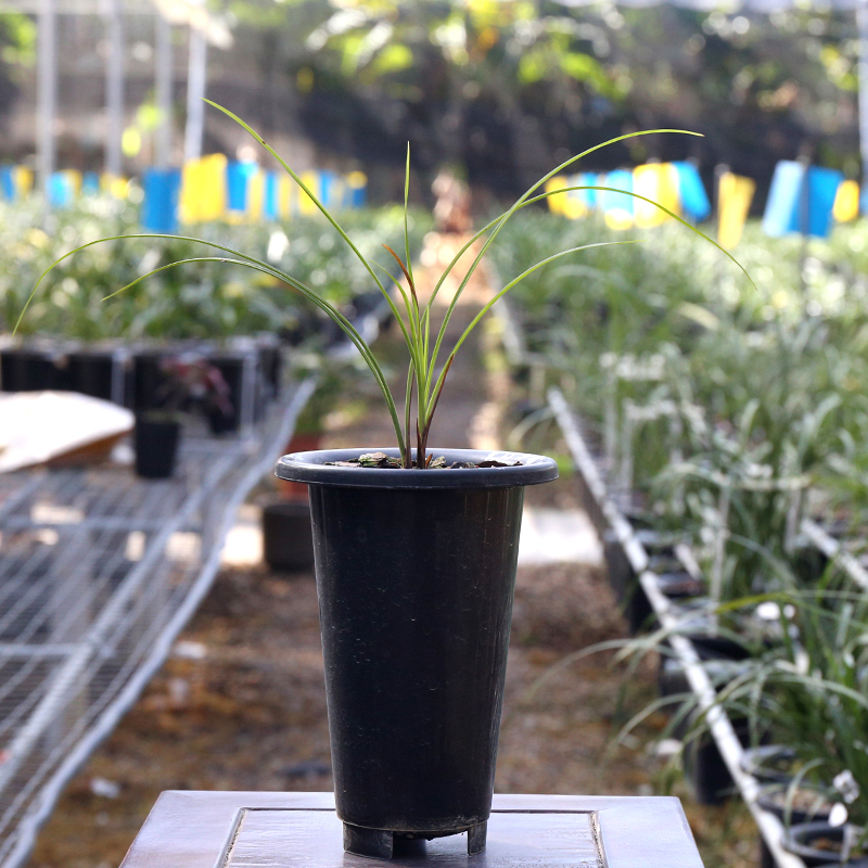 碧龙红素 细叶高档莲瓣兰红舌素心 办公室绿植名贵老种浓香兰花苗