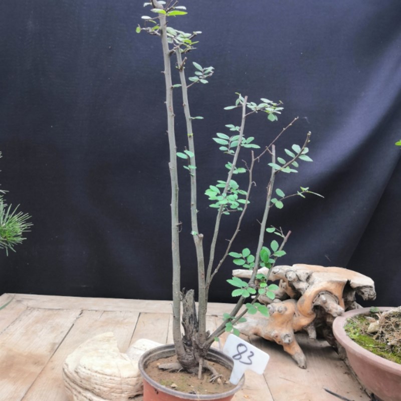 文人树盆景榆树 树桩榆树黄杨  实物微型桌面盆栽余钱树