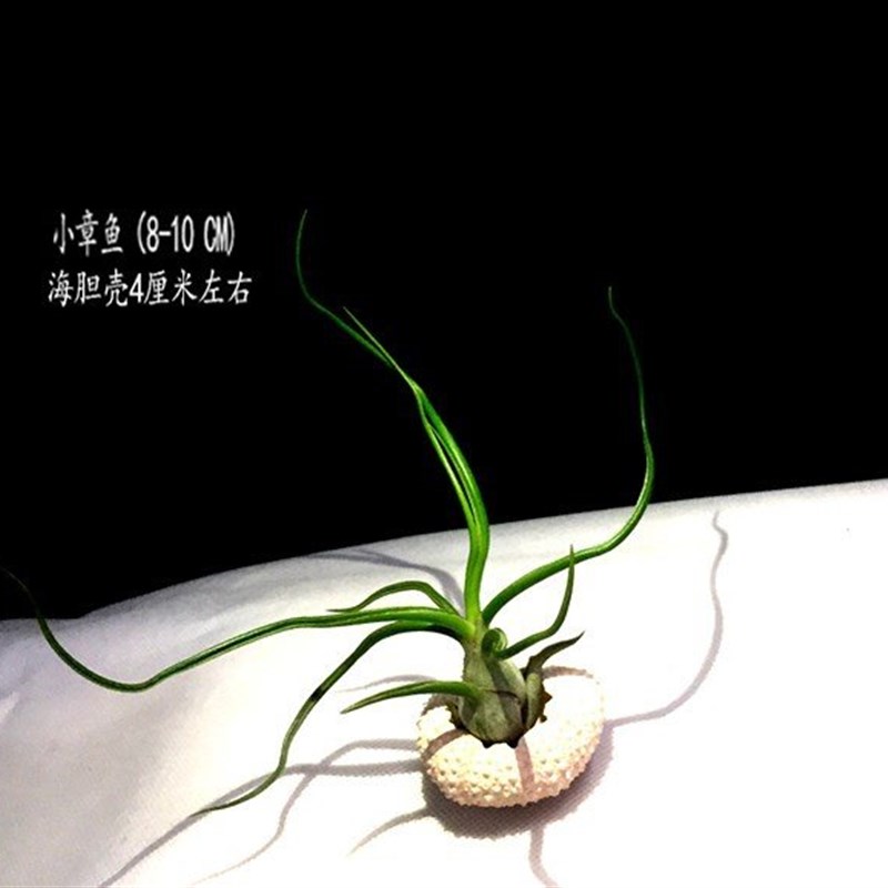 空气凤梨无土植办公桌绿植老人须小章鱼棉花糖海胆壳套餐包邮