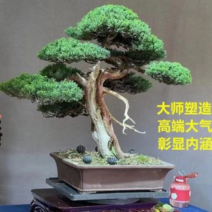 迎客松盆景真树罗汉松景观树松柏盆景地柏盆景抗冻耐寒绿植好养