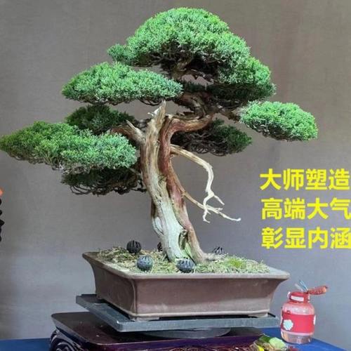 迎客松盆景真树罗汉松景观树松柏盆景地柏盆景抗冻耐寒绿植好养