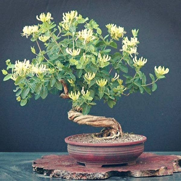 金银花盆栽花苗客厅庭院阳台植物花卉爬藤老桩树桩四季耐寒树苗