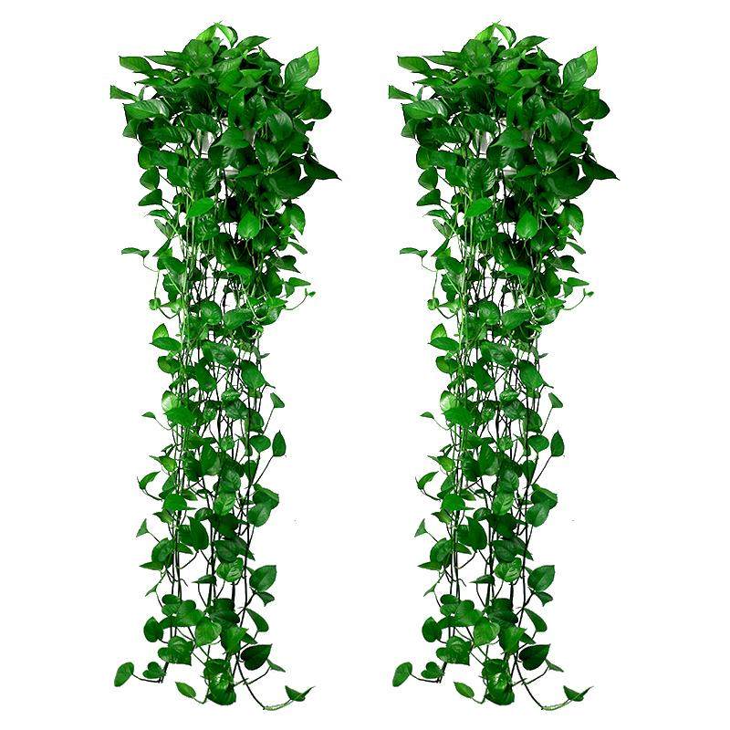绿萝长藤大盆垂吊大叶绿植盆栽室内水培除甲醛绿箩款