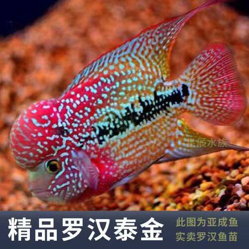 极速罗汉鱼泰国进口观赏鱼热带鱼火凤泰金麒麟高起头亚成金花好养