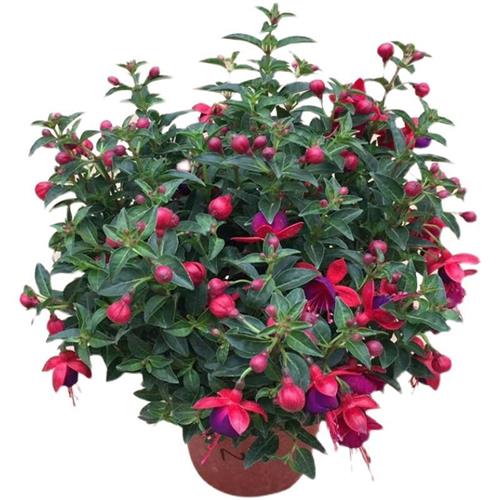 倒挂金钟盆栽灯笼花带花苞重瓣吊钟花阳台室内庭院绿植花卉好养活