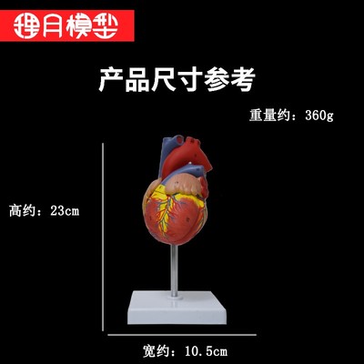 新品人体心脏模型可拆卸解剖透明血液肾循环血管材料生物软硅胶小