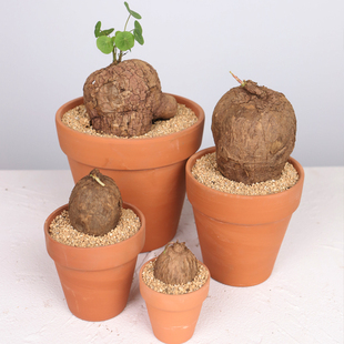 象足龟特色不爬藤圆叶山乌龟立杆非一叶龟素可泰罗卜龟红藤小叶