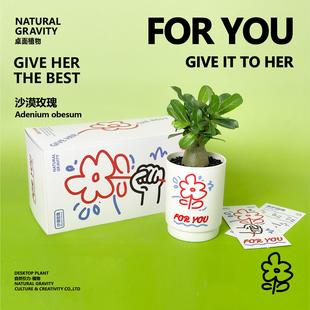 自然引力 桌面植物花卉盆栽懒人好养节日女生小众礼物 沙漠玫瑰
