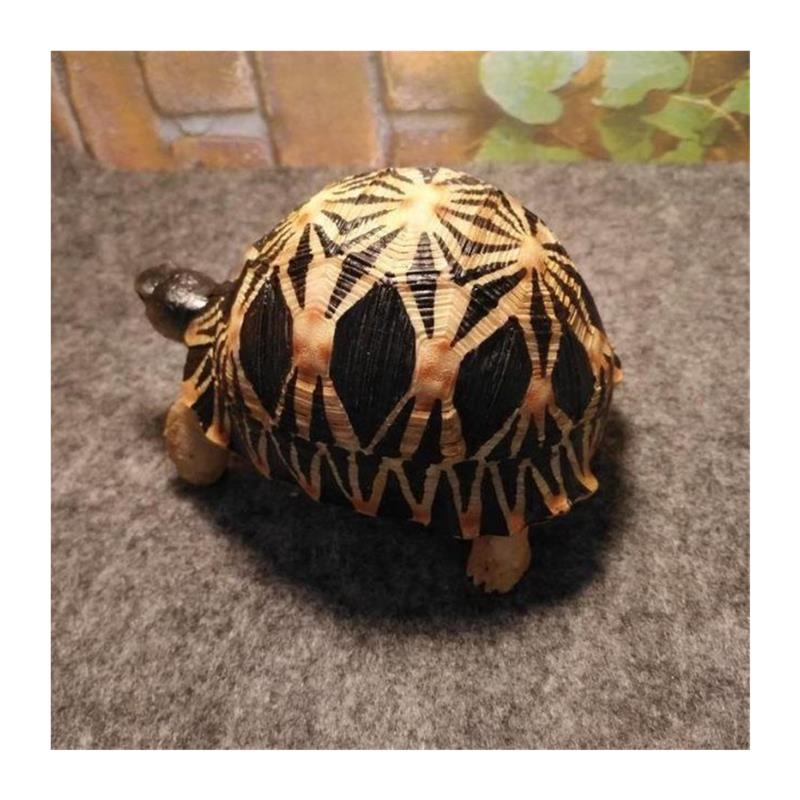 新品陆龟模型Q版模型亚达/苏卡达/星龟/辐射/豹龟仿真陆龟模型摆