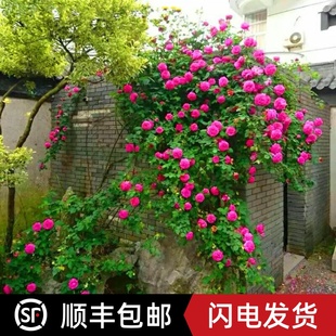 极速福斯塔夫爬藤藤本月季花苗盆栽特大花浓香攀援花卉庭阳台开花