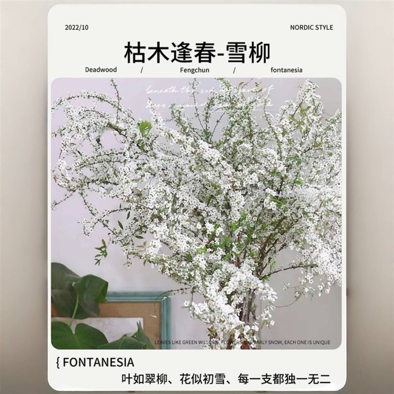 雪柳鲜枝水培水养植物室内干支雪柳重瓣花卉鲜花干枝绿植盆栽插花