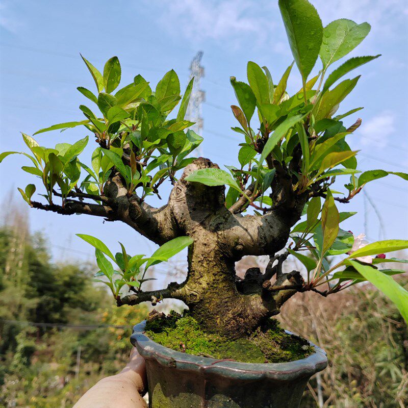 办公室茶台小微盆景贴梗垂丝海棠含盆精品开花绿植品味老桩室内