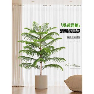 南洋杉盆栽盆景氛围感澳洲杉树节日四季常青大型绿植室内易活装饰