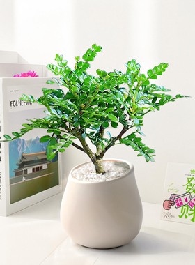 清香木绿植室内盆栽胡椒木客厅阳台办公室旺宅好养活驱蚊植物花卉