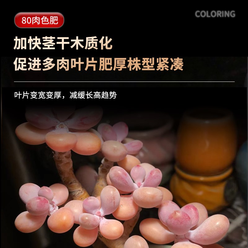 船长多肉花园肉色肥增肥上色剂专用肥料营养液优芽素增色剂缓释肥