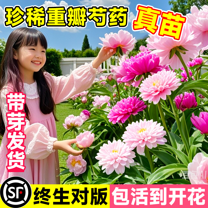 正宗芍药花苗重瓣带芽大苗四季开花花卉阳台庭院牡丹种根盆栽植物