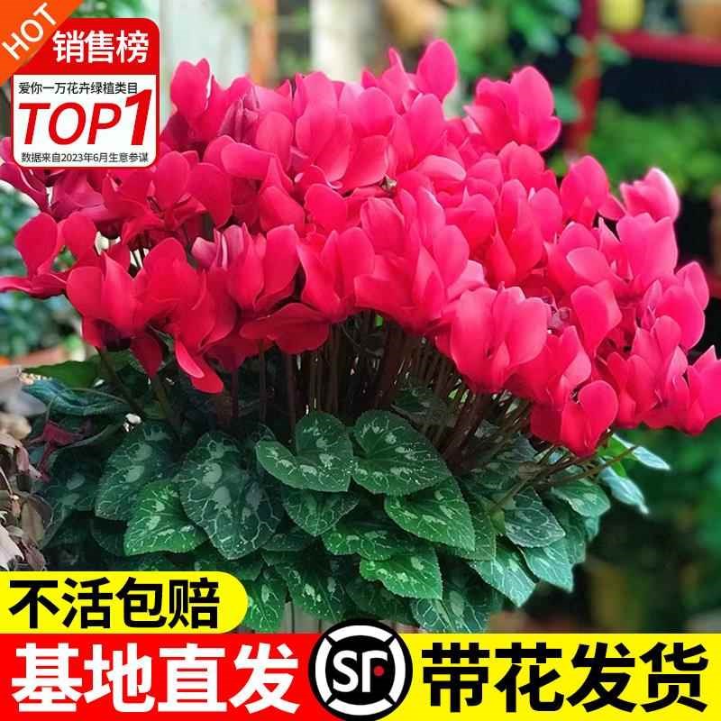 仙客来盆栽带花兔耳花四季开花好养耐寒阳台室内花卉蝶衣花年宵花