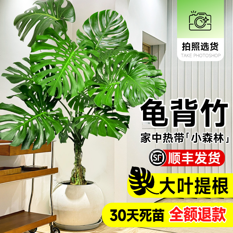 大叶龟背竹客厅盆栽绿植室内大型老桩提根落地客厅电视柜旁边植物