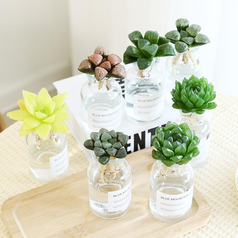 玉露多肉植物高端精品水培室内小盆栽好养绿植大颗桌面防辐射花卉