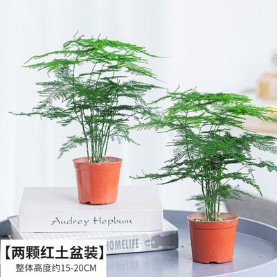 极速Asparagus fern bonsai indoor living room Four Seasons ev