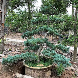 老桩短针大板松罗汉松 极速五针松黑松盆景树桩矮霸造型盆景实物