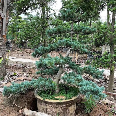 极速五针松黑松盆景树桩矮霸造型盆景实物 老桩短针大板松罗汉松