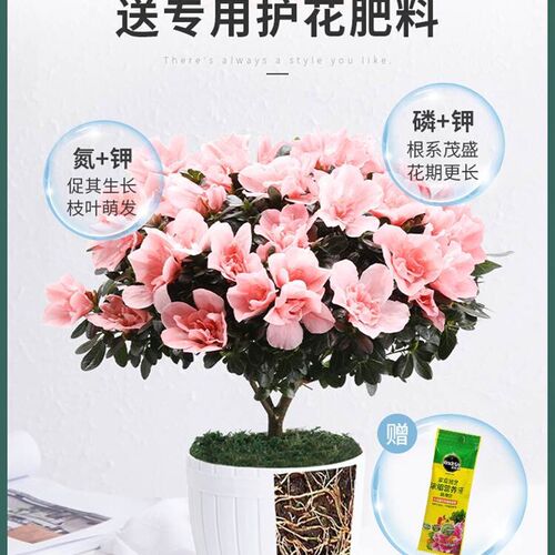 极速Azalea big flowers balcony flowers plant flowering seaso