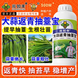 大蒜返青抽苔肥大蒜农用肥出苔齐蒜薹粗蒜头大易抽苔早抽苔增产