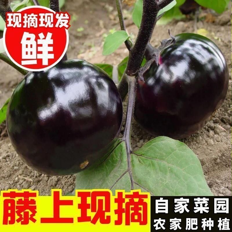 山东紫光圆茄子5斤现摘鲜嫩茄精选当季蔬菜农家自种圆茄整箱批发