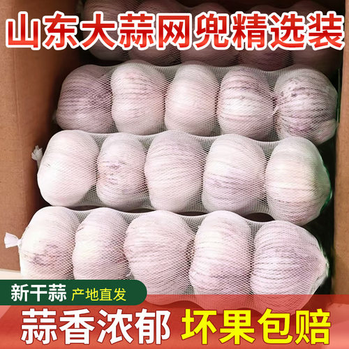 精选新干蒜今年大蒜头精品网兜装农家自种紫红皮应季大蒜头整箱