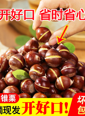 开好口新鲜带壳生板栗现摘建瓯锥栗油栗子尖板栗高山圆锥栗糖炒栗